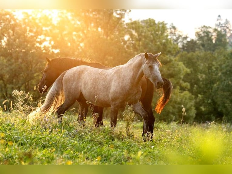 Lipizzaner Hengst 3 Jahre 158 cm Schimmel in Ptuj