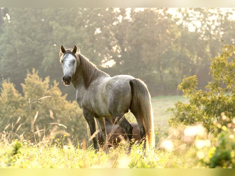 Lipizzaner Hengst 3 Jahre 158 cm Schimmel in Ptuj