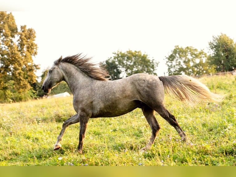 Lipizzaner Hengst 3 Jahre 158 cm Schimmel in Ptuj