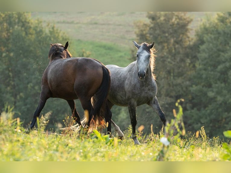 Lipizzaner Hengst 3 Jahre 158 cm Schimmel in Ptuj