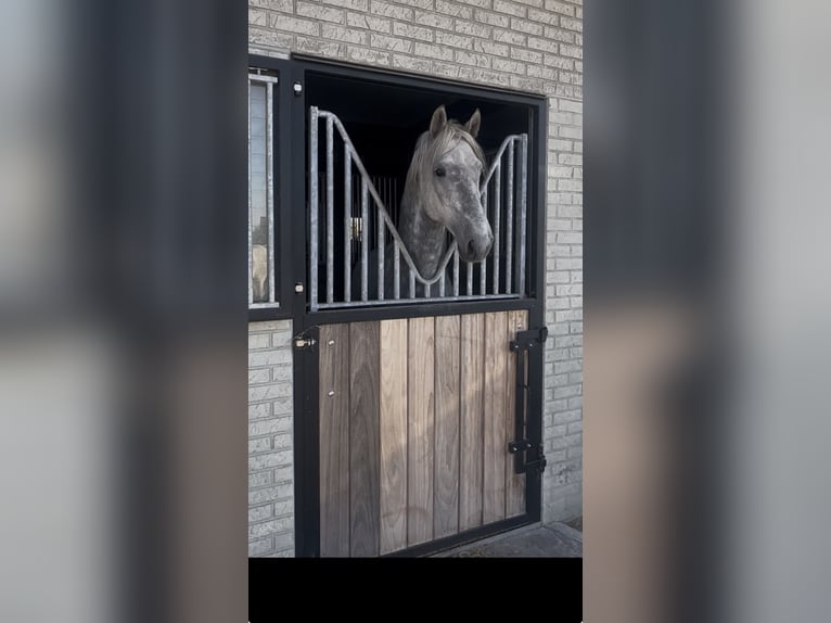 Lipizzaner Hengst 4 Jaar 159 cm Wit in Ruddervoorde