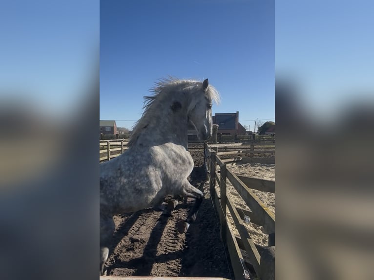 Lipizzaner Hengst 4 Jaar 159 cm Wit in Ruddervoorde