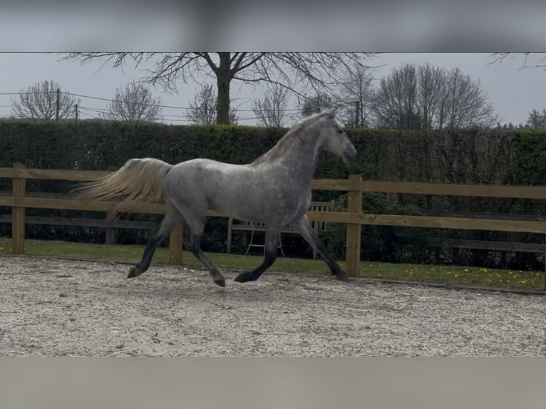Lipizzaner Hengst 4 Jaar 159 cm Wit in Ruddervoorde
