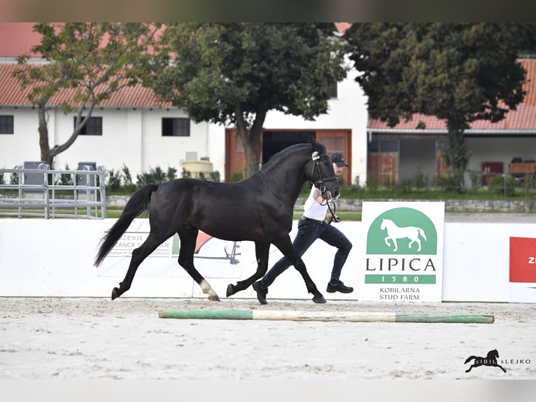 Lipizzaner Hengst 4 Jahre 160 cm Dunkelbrauner in Kostanjevica na Krki