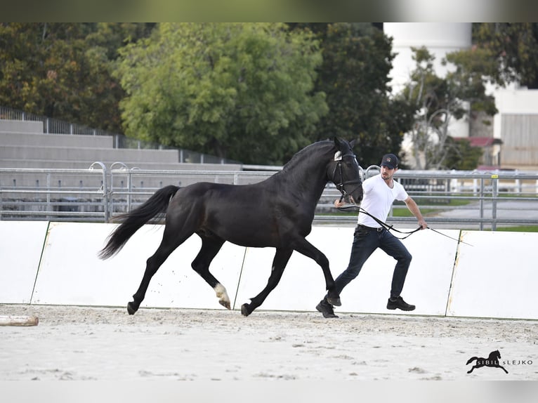 Lipizzaner Hengst 4 Jahre 160 cm Dunkelbrauner in Kostanjevica na Krki