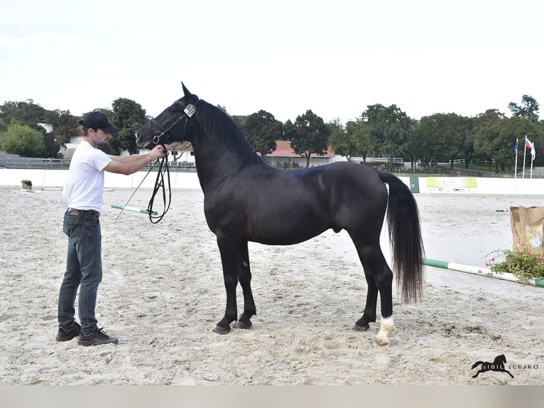 Lipizzaner Hengst 4 Jahre 160 cm Dunkelbrauner in Kostanjevica na Krki