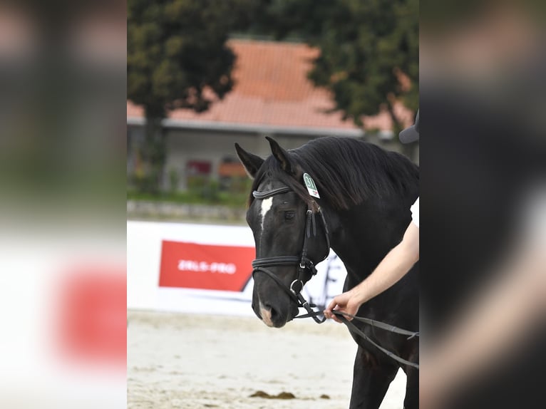 Lipizzaner Hengst 4 Jahre 160 cm Dunkelbrauner in Kostanjevica na Krki