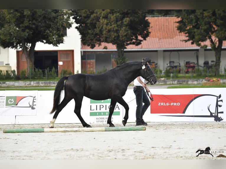 Lipizzaner Hengst 4 Jahre 160 cm Dunkelbrauner in Kostanjevica na Krki