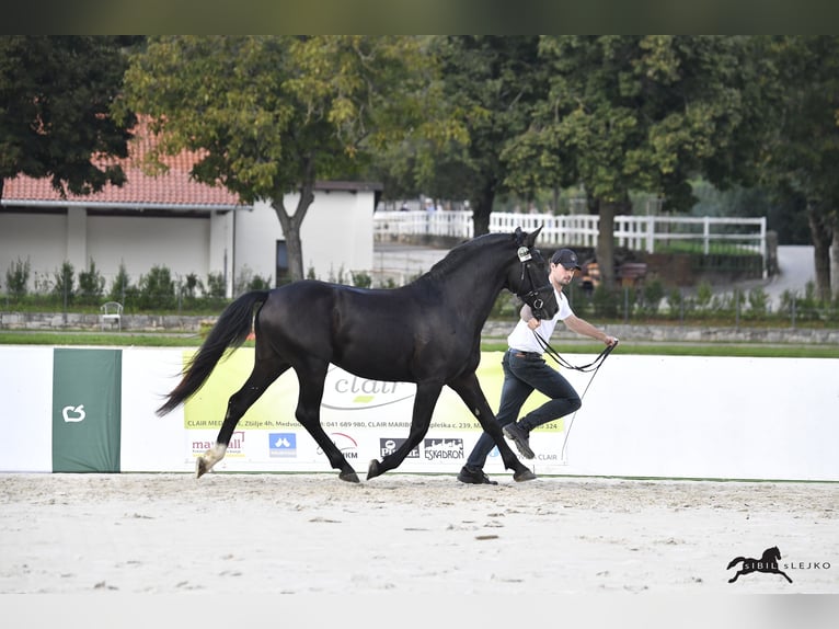 Lipizzaner Hengst 4 Jahre 160 cm Dunkelbrauner in Kostanjevica na Krki
