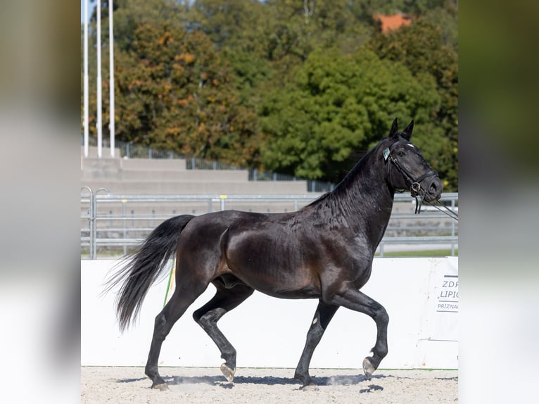 Lipizzaner Hengst 4 Jahre Rappe in Kostanjevica na Krki