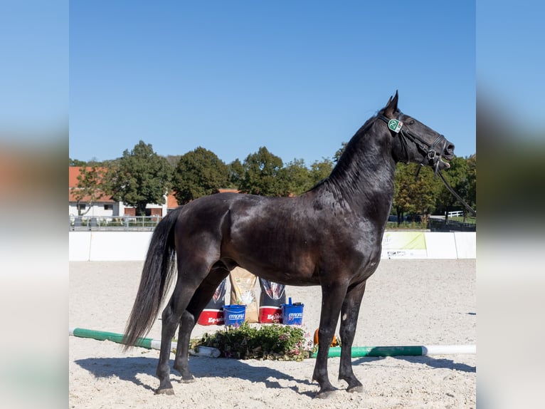 Lipizzaner Hengst 4 Jahre Rappe in Kostanjevica na Krki