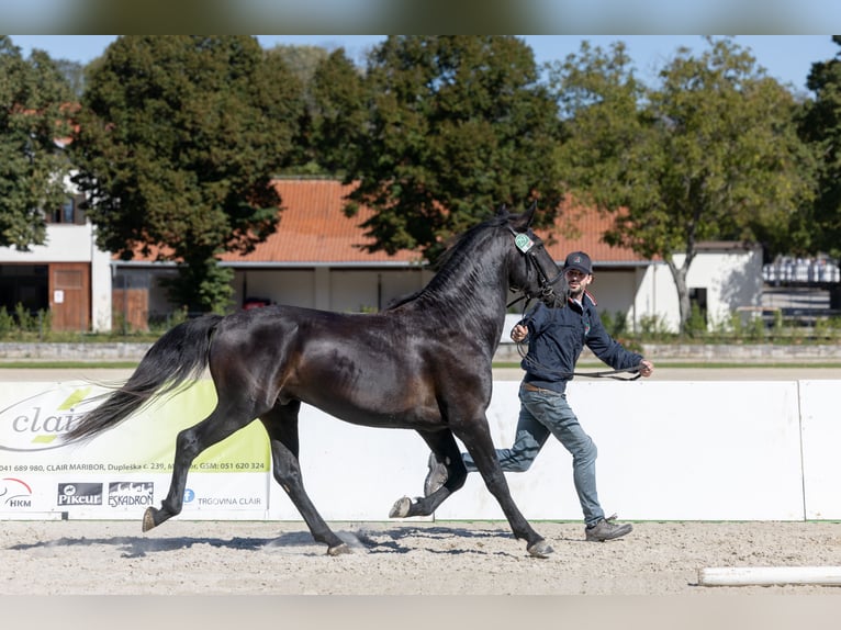 Lipizzaner Hengst 4 Jahre Rappe in Kostanjevica na Krki