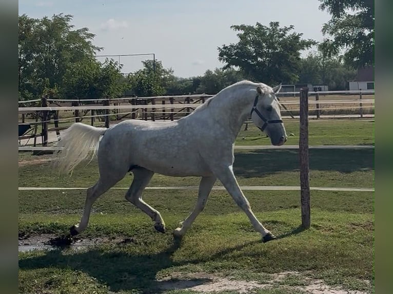Lipizzaner Hengst 5 Jaar 147 cm Schimmel in Tass