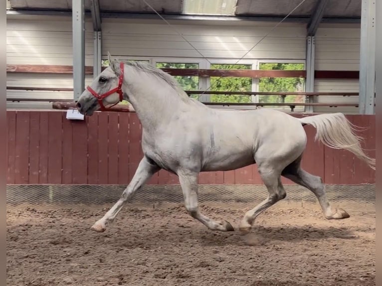 Lipizzaner Hengst 5 Jaar 161 cm Schimmel in Vokány