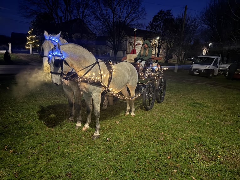 Lipizzaner Hengst 5 Jaar 161 cm Schimmel in Vokány