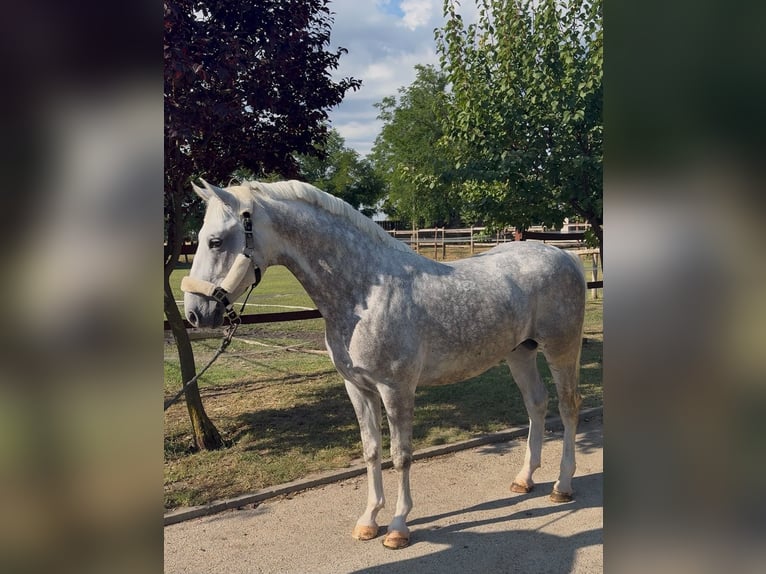 Lipizzaner Hengst 5 Jahre 147 cm Schimmel in Tass