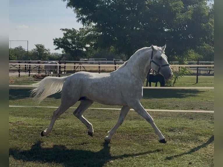 Lipizzaner Hengst 5 Jahre 147 cm Schimmel in Tass