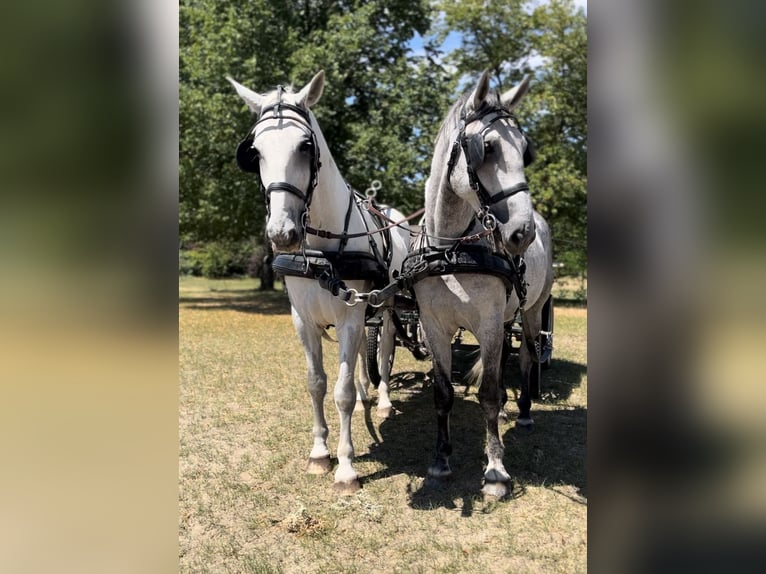 Lipizzaner Hengst 6 Jahre 165 cm Schimmel in Nagyk&#xE1;ta