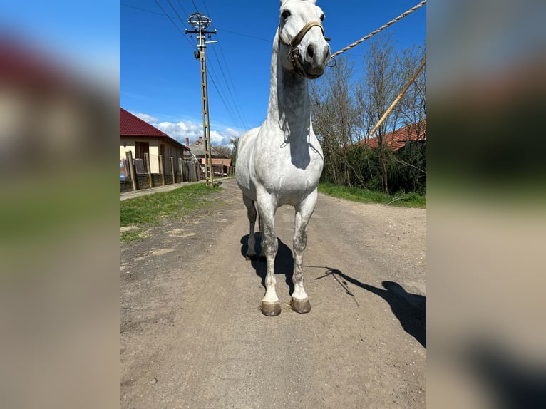 Lipizzaner Hengst 8 Jaar 172 cm Schimmel in Berettyóújfalu Hajdú-Bihar megye