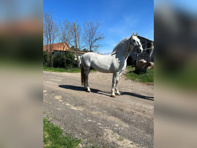 Lipizzaner Hengst 8 Jahre 172 cm Schimmel in Berettyóújfalu Hajdú-Bihar megye