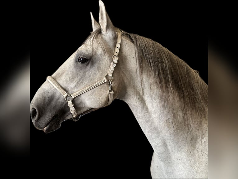 Lipizzaner Hengst 9 Jaar 155 cm Schimmel in Someren