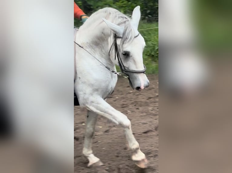 Lipizzaner Hengst 9 Jaar 155 cm Schimmel in Someren