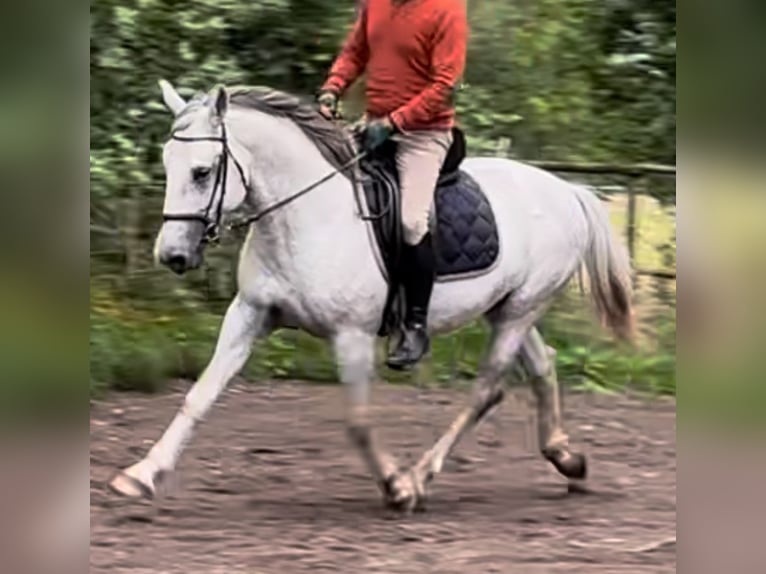 Lipizzaner Hengst 9 Jaar 155 cm Schimmel in Someren