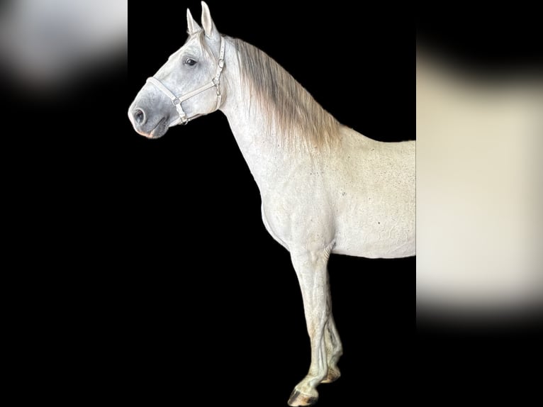 Lipizzaner Hengst 9 Jaar 155 cm Schimmel in Someren