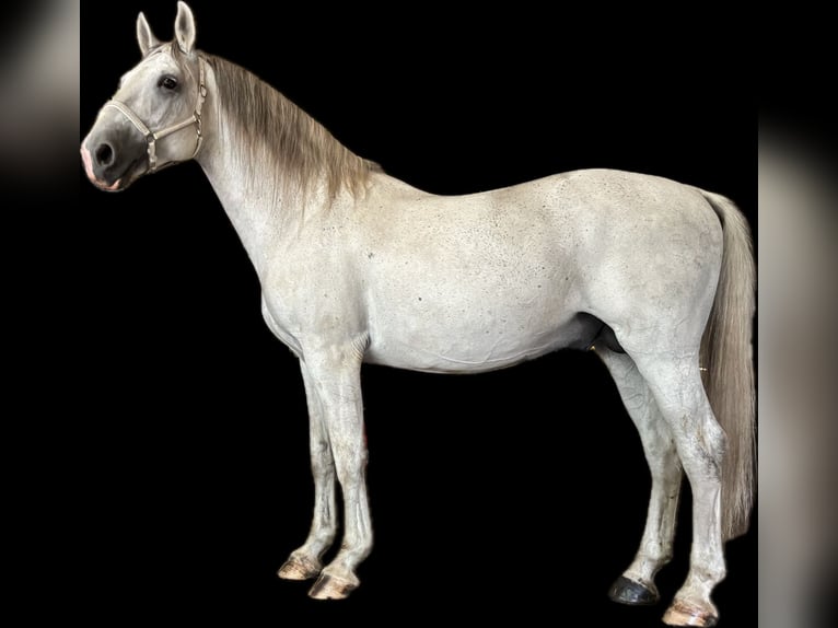 Lipizzaner Hengst 9 Jaar 155 cm Schimmel in Someren