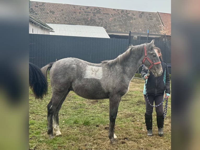 Lipizzaner Hengst Fohlen (05/2025) 134 cm Schimmel in Vokány