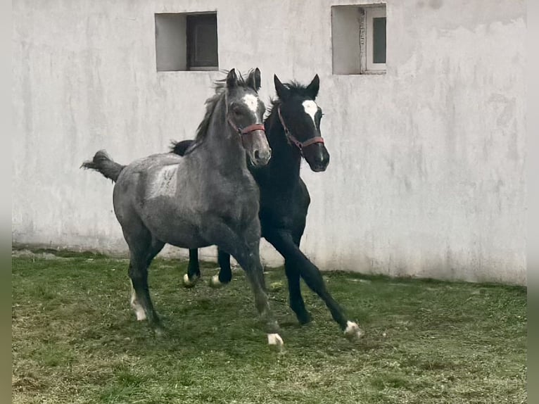 Lipizzaner Hengst Fohlen (05/2025) 134 cm Schimmel in Vokány