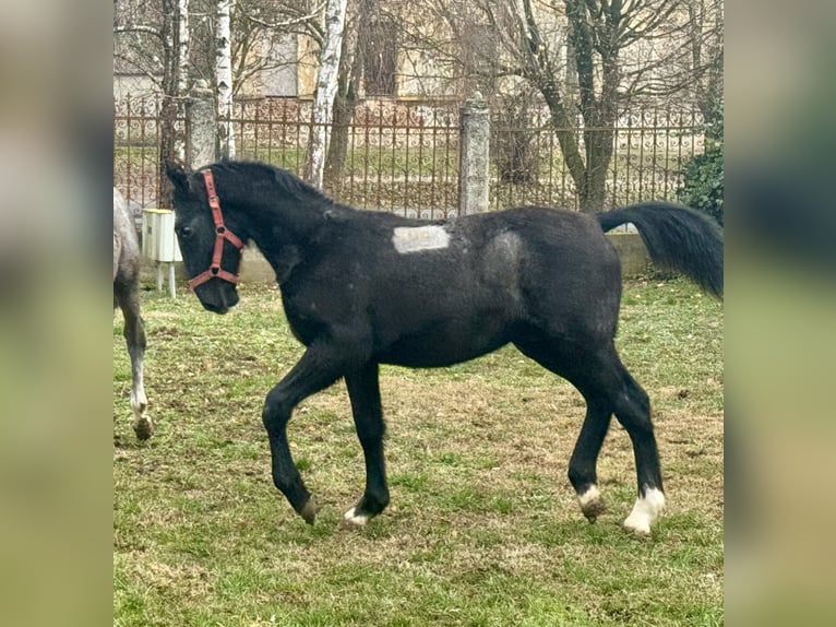 Lipizzaner Hengst Fohlen (05/2025) 134 cm Schimmel in Vokány