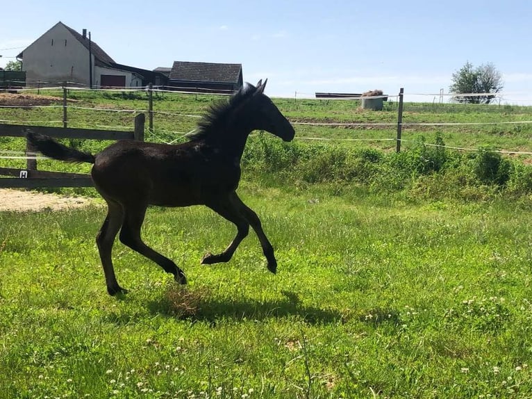 Lipizzaner Hengst Fohlen (03/2024) 158 cm Schimmel in Heiligenbrunn