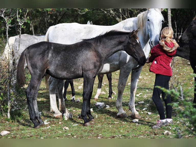 Lipizzaner Hengst Fohlen (04/2024) 160 cm Schimmel in Kozina