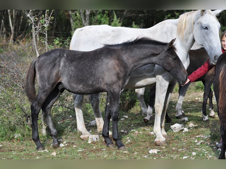 Lipizzaner Hengst Fohlen (04/2024) 160 cm Schimmel in Kozina