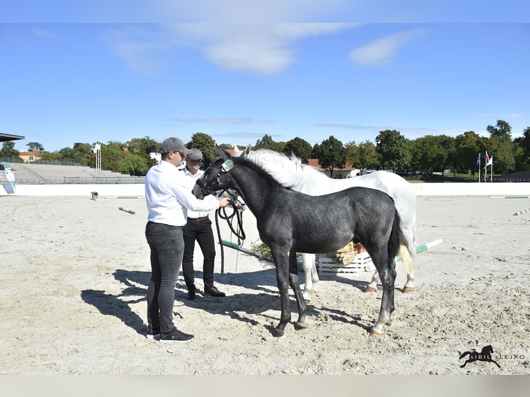 Lipizzaner Hengst Fohlen (04/2025) 160 cm Schimmel in Slovenske Konjice