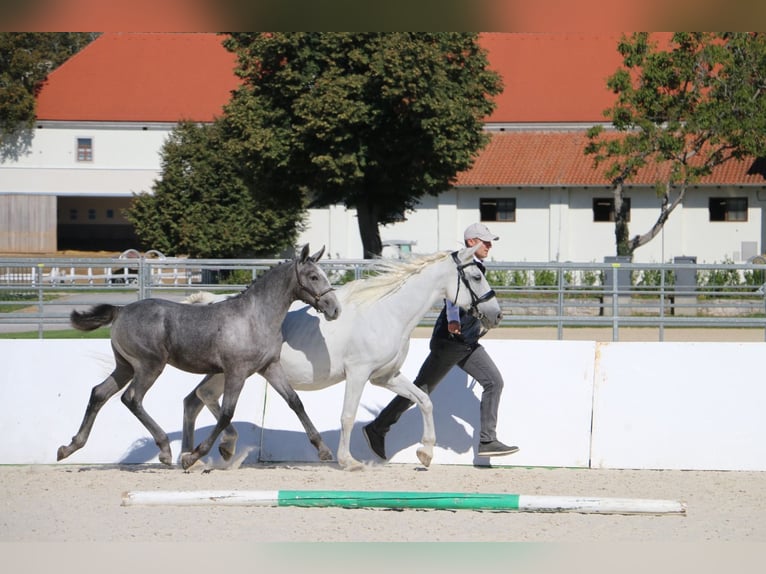 Lipizzaner Hengst Fohlen (05/2026)  in Idrija