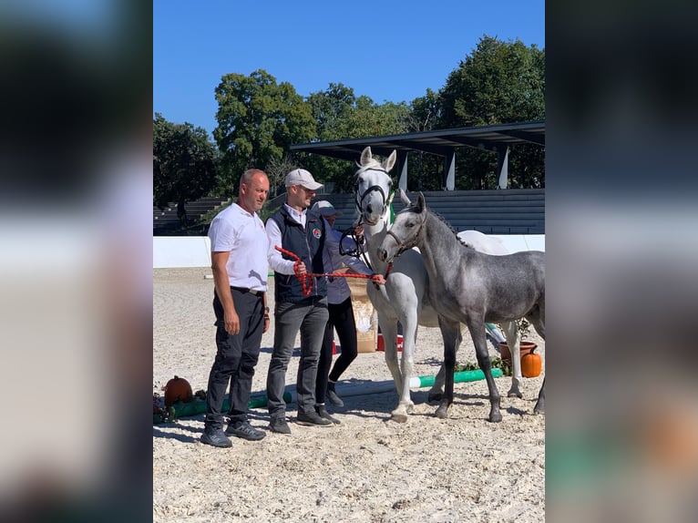 Lipizzaner Hengst Fohlen (05/2026)  in Idrija