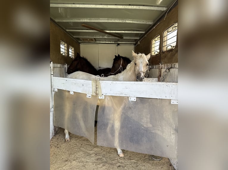 Lipizzaner Hengst Fohlen (04/2026) Brauner in Glanegg