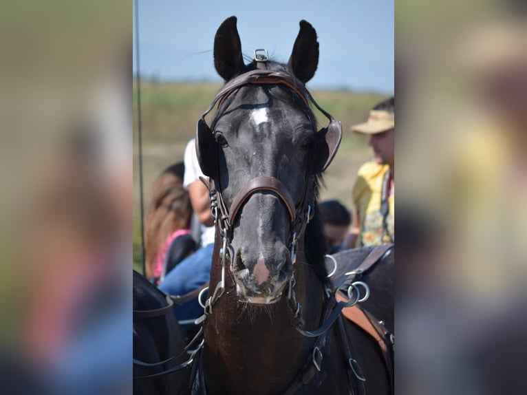 Lipizzaner Hengst Fohlen (04/2026) Brauner in Glanegg