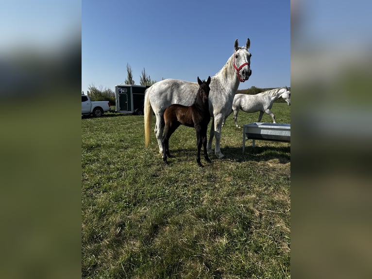 Lipizzaner Hengst Veulen (04/2026) 110 cm Bruin in Loipersbach im Burgenland