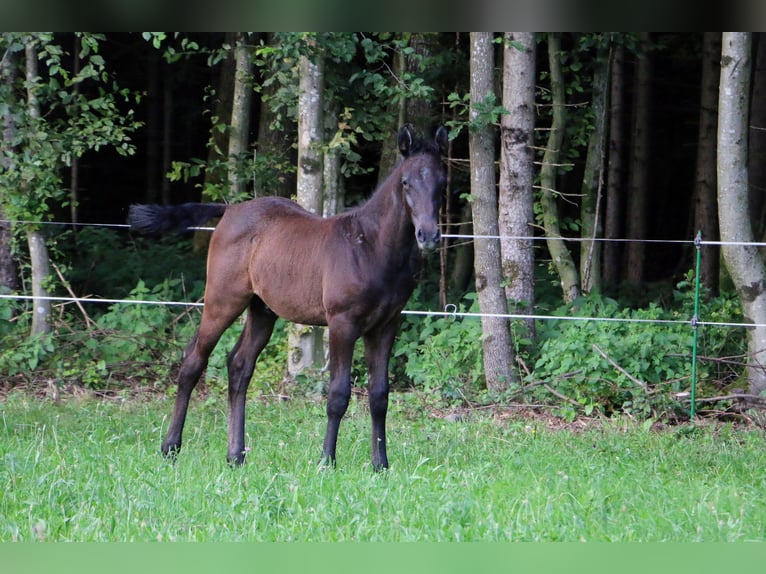 Lipizzaner Hengst veulen (04/2024) 156 cm Schimmel in radovljica