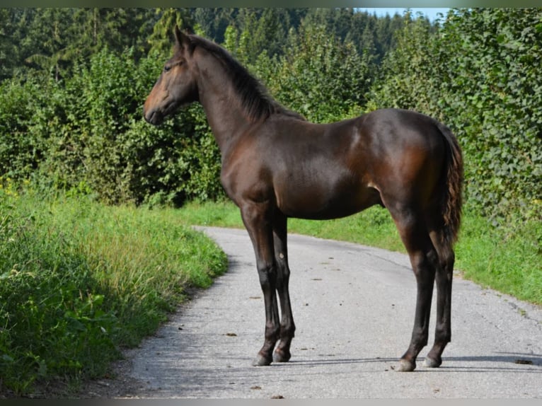 Lipizzaner Hengst Veulen (04/2026) 159 cm Donkerbruin in Glanegg