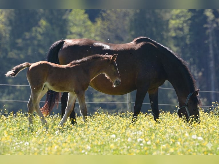 Lipizzaner Hengst Veulen (04/2026) 160 cm Bruin in Glanegg