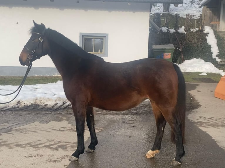 Lipizzaner Hengst Veulen (04/2026) 160 cm Bruin in Glanegg