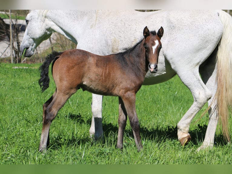 Lipizzaner Hengst veulen (03/2024) 160 cm Schimmel in radovljica