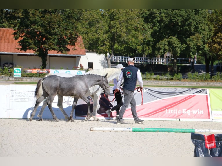 Lipizzaner Hengst Veulen (05/2026)  in Idrija