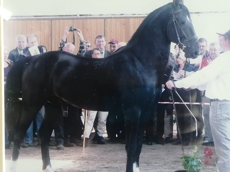 Lipizzaner Hengst Veulen (04/2026) Bruin in Glanegg