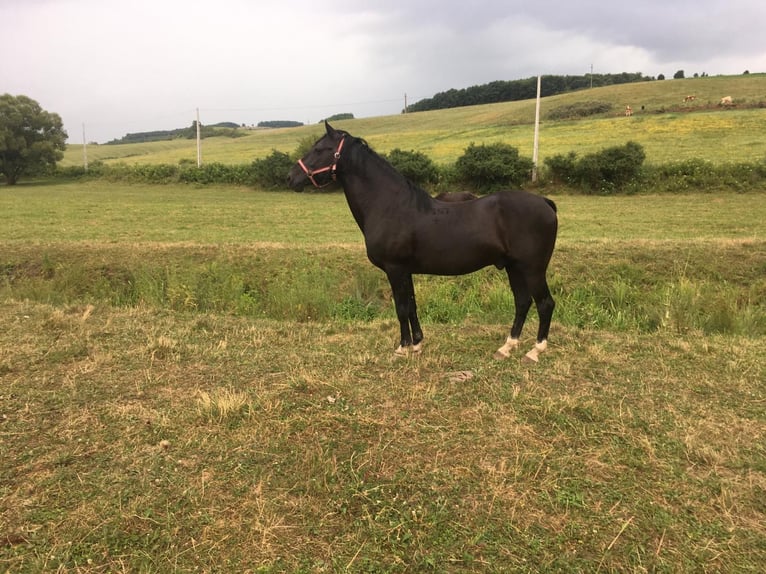 Lipizzaner Hingst 12 år 160 cm Svart in Ghemes