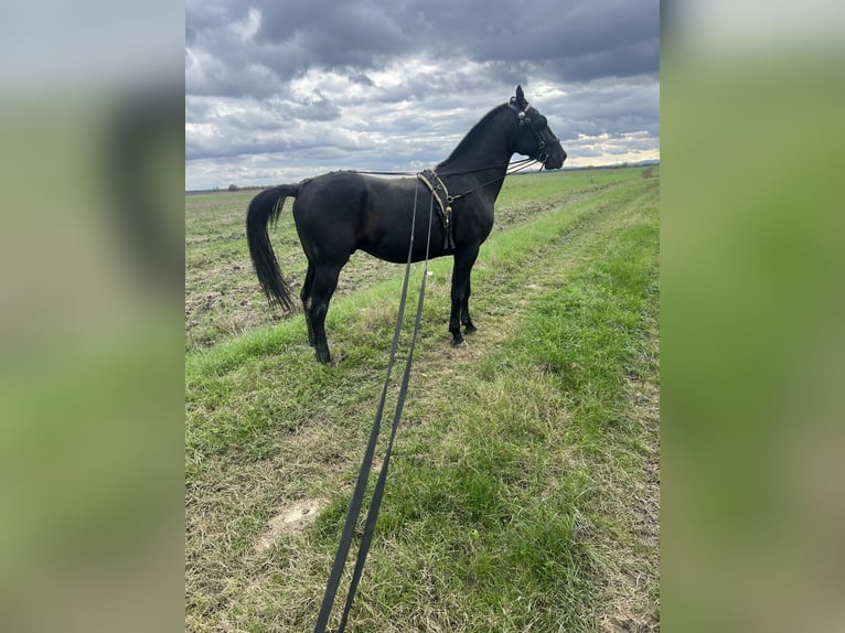 Lipizzaner Hingst 2 år 155 cm Svart in 32275